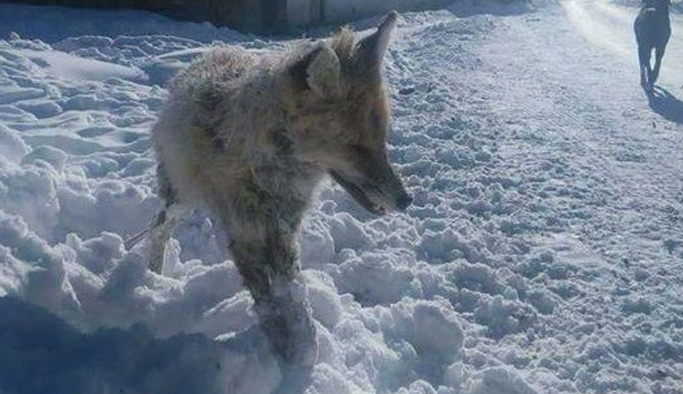 Bayburt'ta ayakta donan Tilki olayının aslı ortaya çıktı