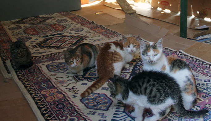 Giresun'da sokak hayvanlarına lüks bakım