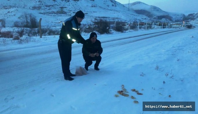 Zabıtalar sokak hayvanlarını unutmadı