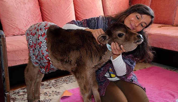 Evinde buzağı besleyen Rizeli