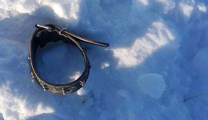 Gümüşhane'de aç kurtlar köpekleri parçaladı!