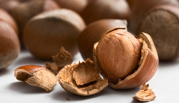 Fındık üreticilerinin 2017 umudu!