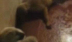 Hayvanseverleri ayağa kaldıran korkunç görüntü!