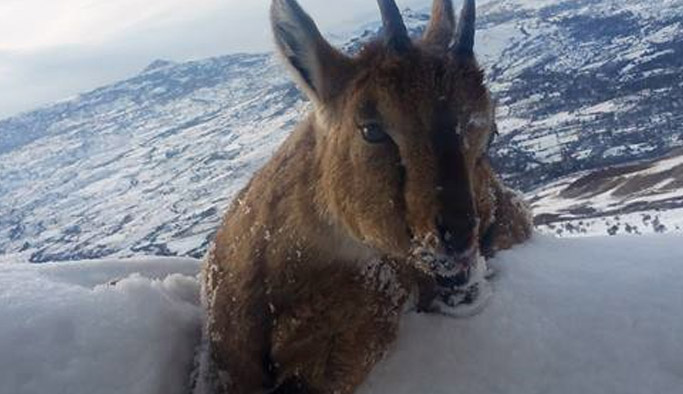 Giresun'da yaban keçisi donarak öldü