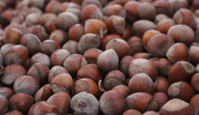 Fındık fiyatları artacak mı?