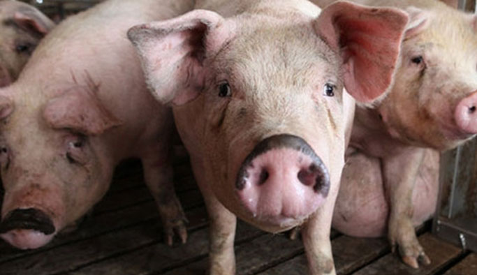 Cami kapısına domuz pastırması koyan adam öldü