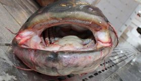 Karadeniz'de nehirden çıkan dev!