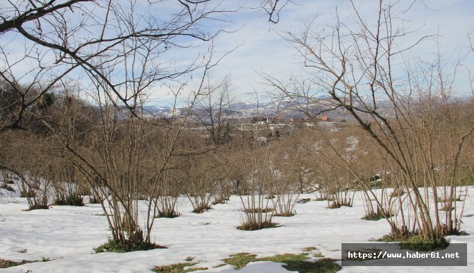 Fındık Üreticilerine önemli uyarı: Ocak ayına dikkat!