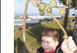 İncir ağacı mevsimleri şaşırdı