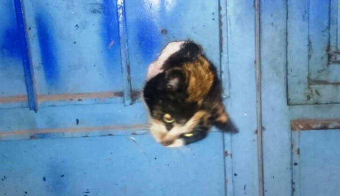 Kafası sıkışan kediye itfaiye yardımı