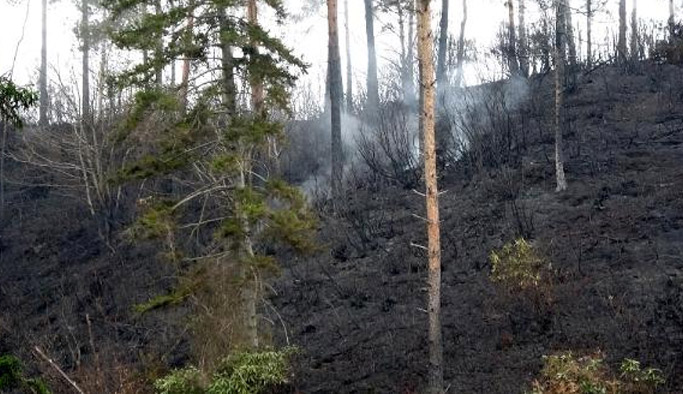Sürmene yangınında sabotaj ihtimali