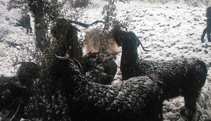 "Keçi inadı" engel tanımıyor