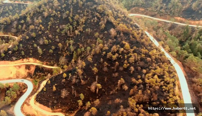 Trabzon'da Sürmene Çamburnu ormanından sevindirici haber