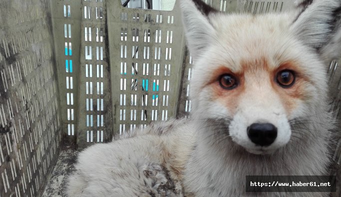 Tilki aşırı soğuktan felç geçirdi