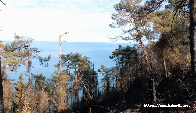 Sürmene'yi yeni tohumlarla diriltecekler