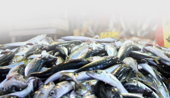 Trabzon böylesini görmedi! Balık en kısır döneminde