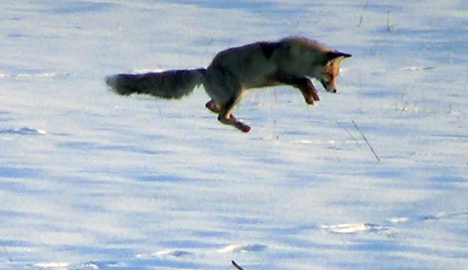 Tilkinin zorlu av macerası kamerada