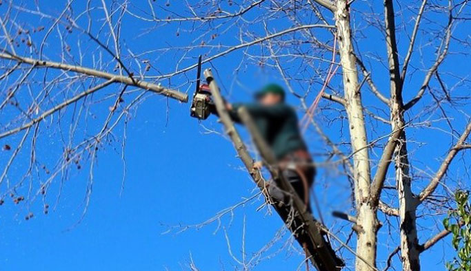Ağaç budarken canından oluyordu