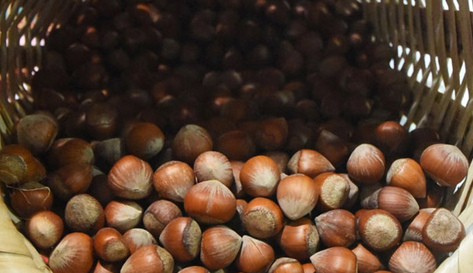 Fındıkta Külleme Raporu