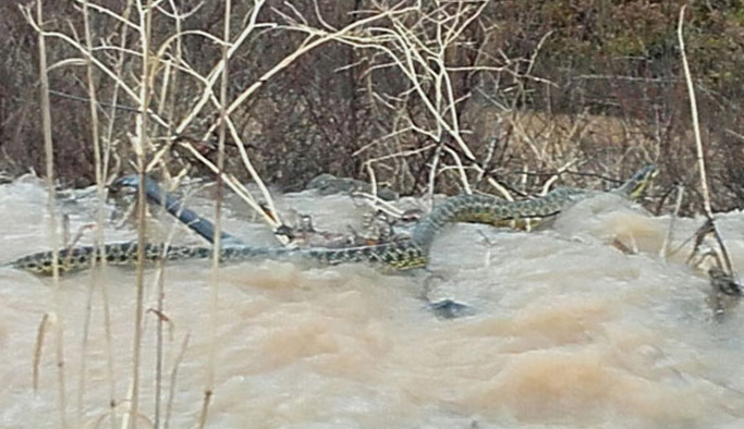 Dev yılanla ilgili açıklama geldi