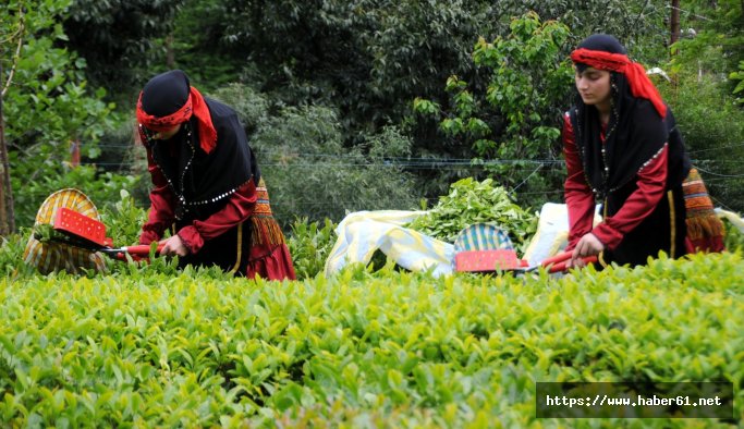 Doğu Karadeniz çayı 85 ülkede içiliyor