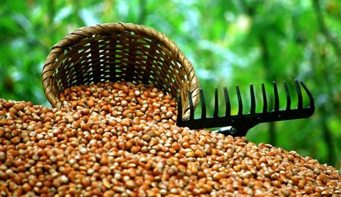 Fındık için önemli uyarı