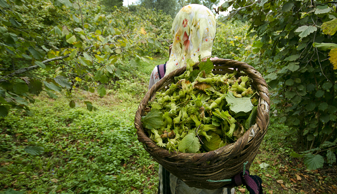 Fındıkta verim artışına yeni formül