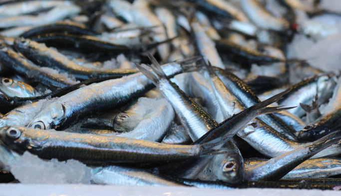 Kar yağdı balık fiyatları arttı!