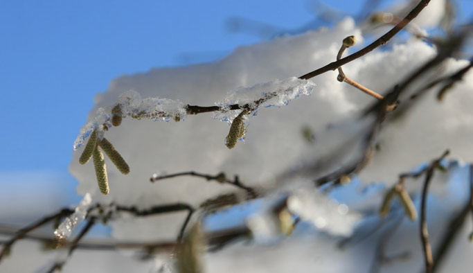 Fındıkta Zirai don uyarısı