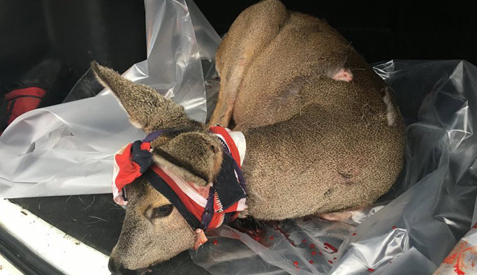 Yaralı Karaca Trabzon'da ameliyat edildi