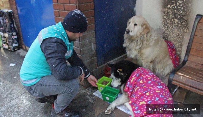 Kar kıyamette sokak hayvanları unutulmadı