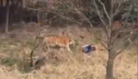 Hayvanat bahçesinde kaplanlar adamı öldürdü!