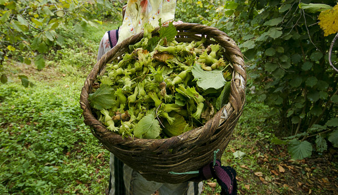 Fındık Üreticisine büyük kolaylık: Tam 61 bin kitap...