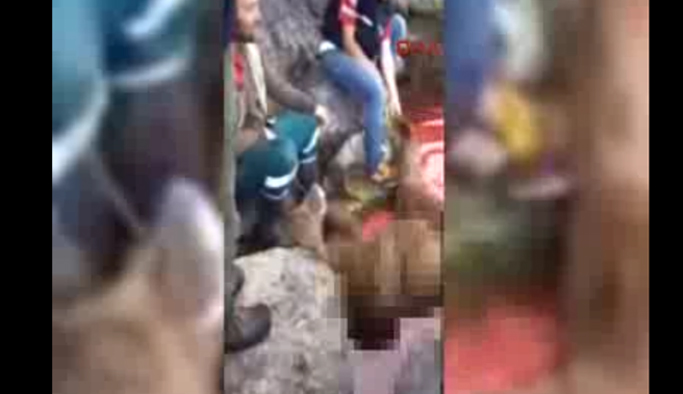 Avcı vahşeti! Ayıyı parçalayıp videosunu çektiler