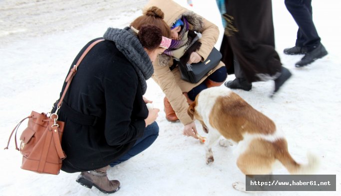 Merhametli eller sokak hayvanlarını unutmadı