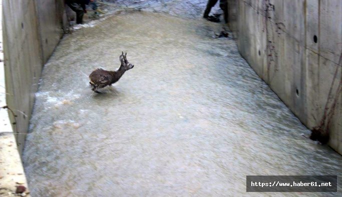 Kanala düşen karaca için seferber oldular