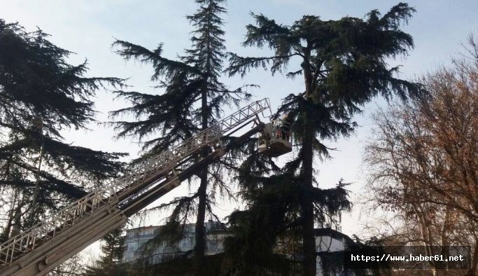 Trabzon'da ağaçlara kar bakımı