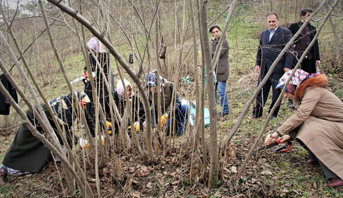 Fındık budama da kadın eli