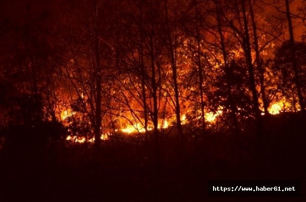 Trabzon Çamburnu Ormanı'na 'Kent ormanı olsun' önerisi
