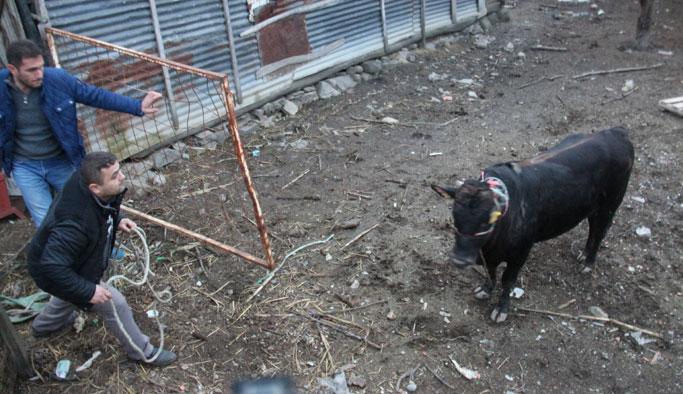 Çılgına dönen boğa 5 kişiyi yaraladı