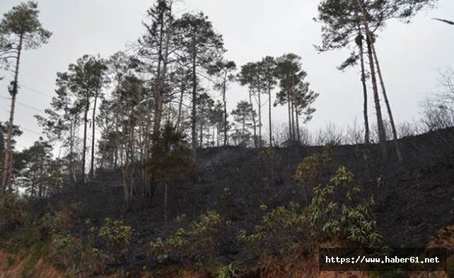 Çamburnu ormanı bir daha yanmasın diye...