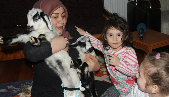 Yavru kuzular üşümesin diye evinde besliyor