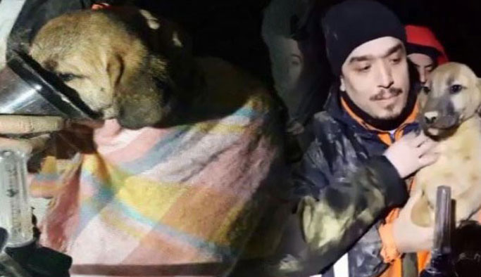 Yavru köpek 10 gün sonra kurtarıldı