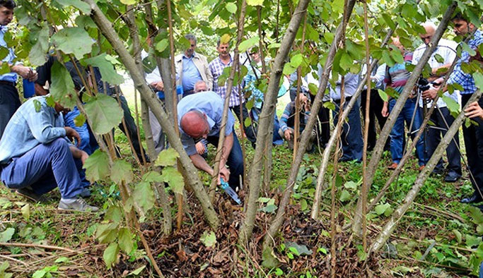Trabzon'da Fındık yetiştiriciliği eğitimi verildi!