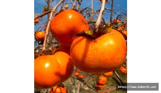 Trabzon Hurması binderde deva