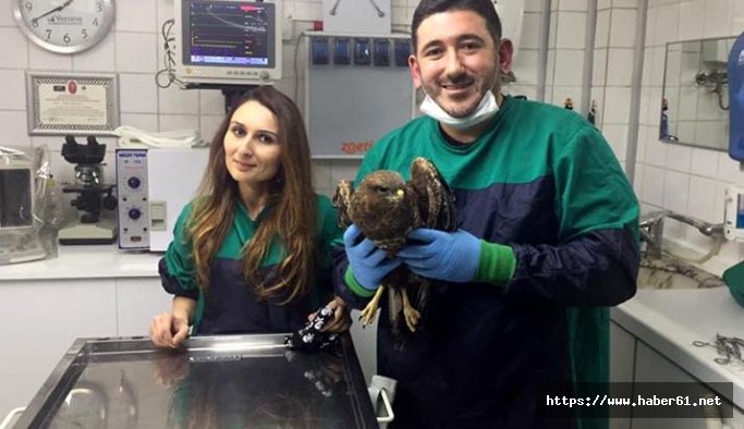 Şahini avcılar yaraladı onlar iyileştirdi