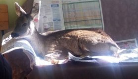 Trabzon'da Karaca'yı köylüler kurtardı