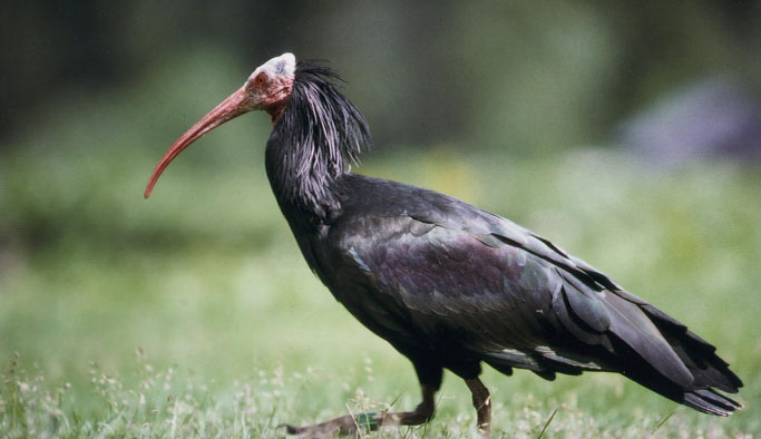 209 kelaynak doğaya bırakıldı