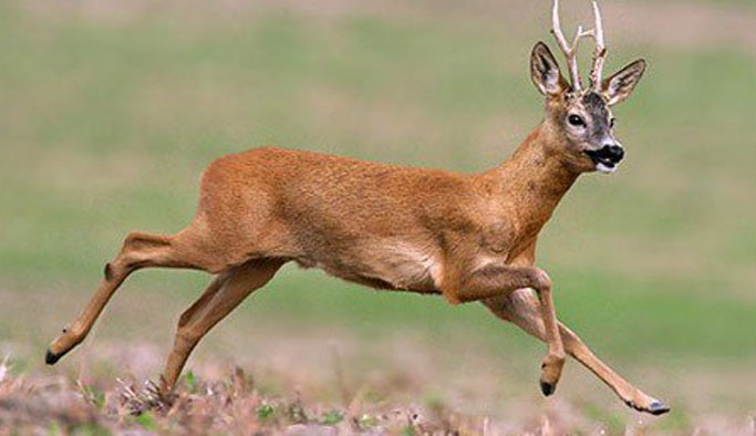 Karaca öldürenlere 7 bin TL ceza