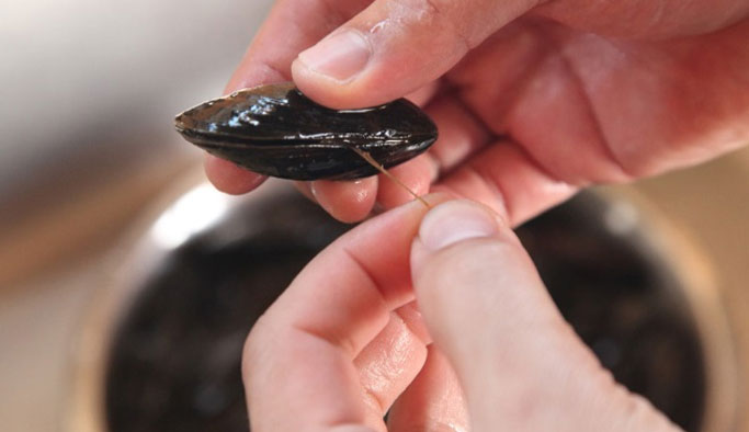 Karadeniz'deki midye ve salyangozlar temiz çıktı